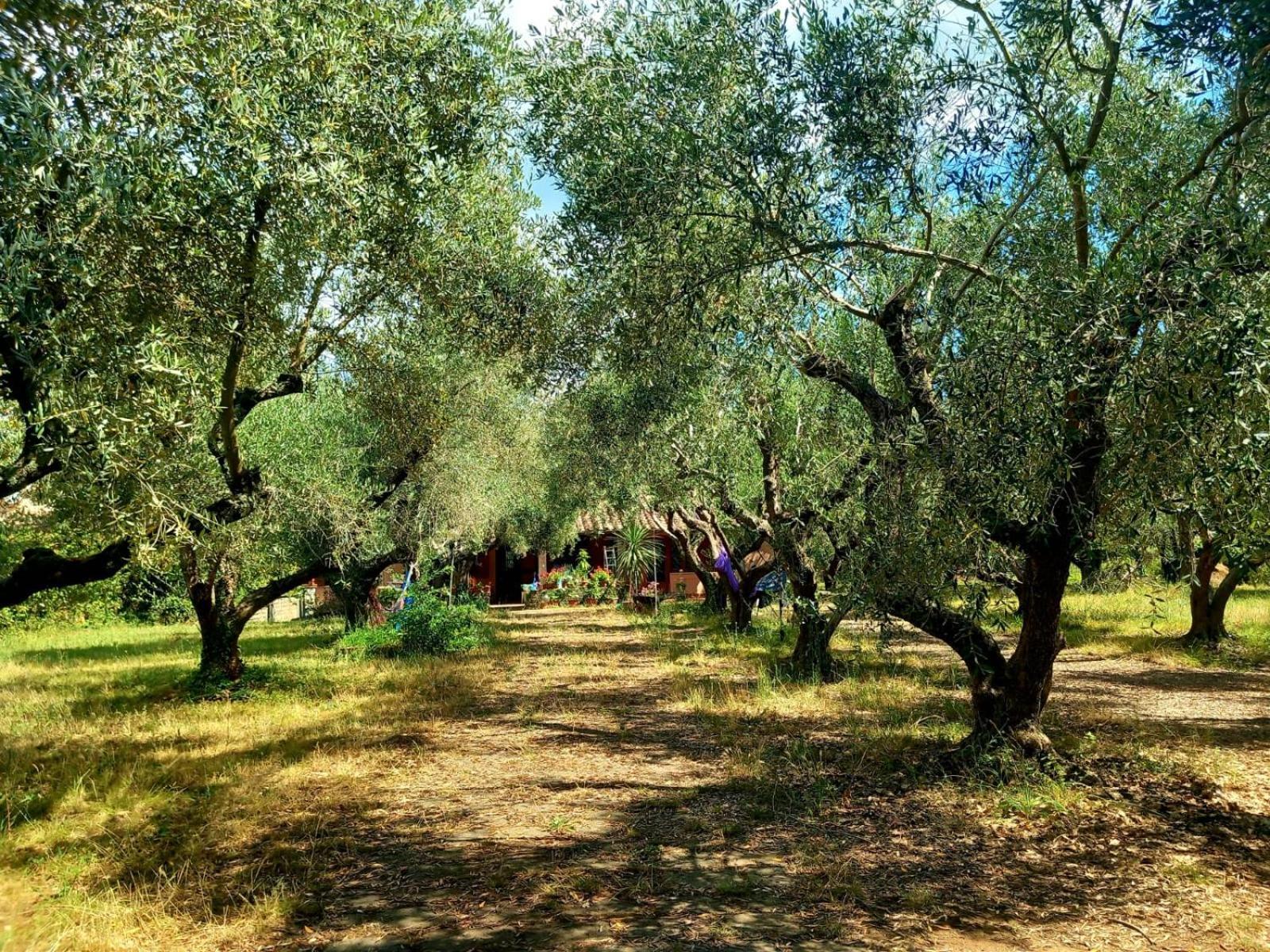 All'Ombra Degli Olivi Pisciarelli Exterior foto