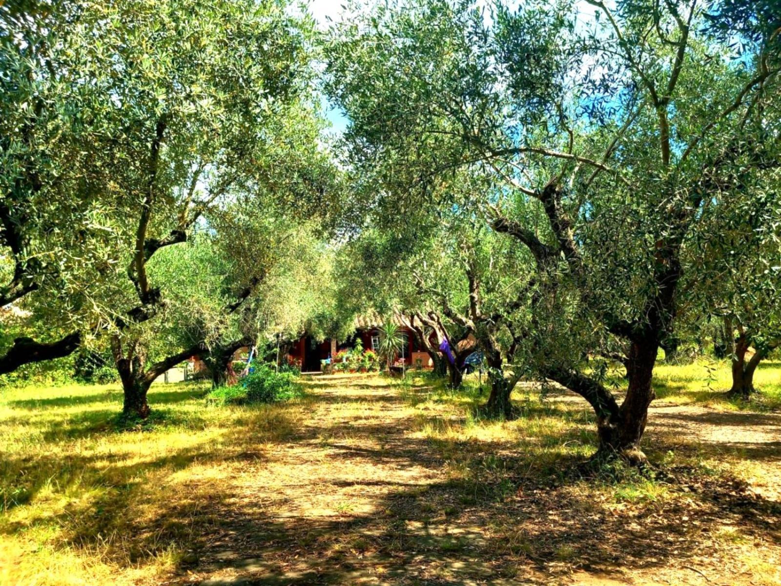 All'Ombra Degli Olivi Pisciarelli Exterior foto