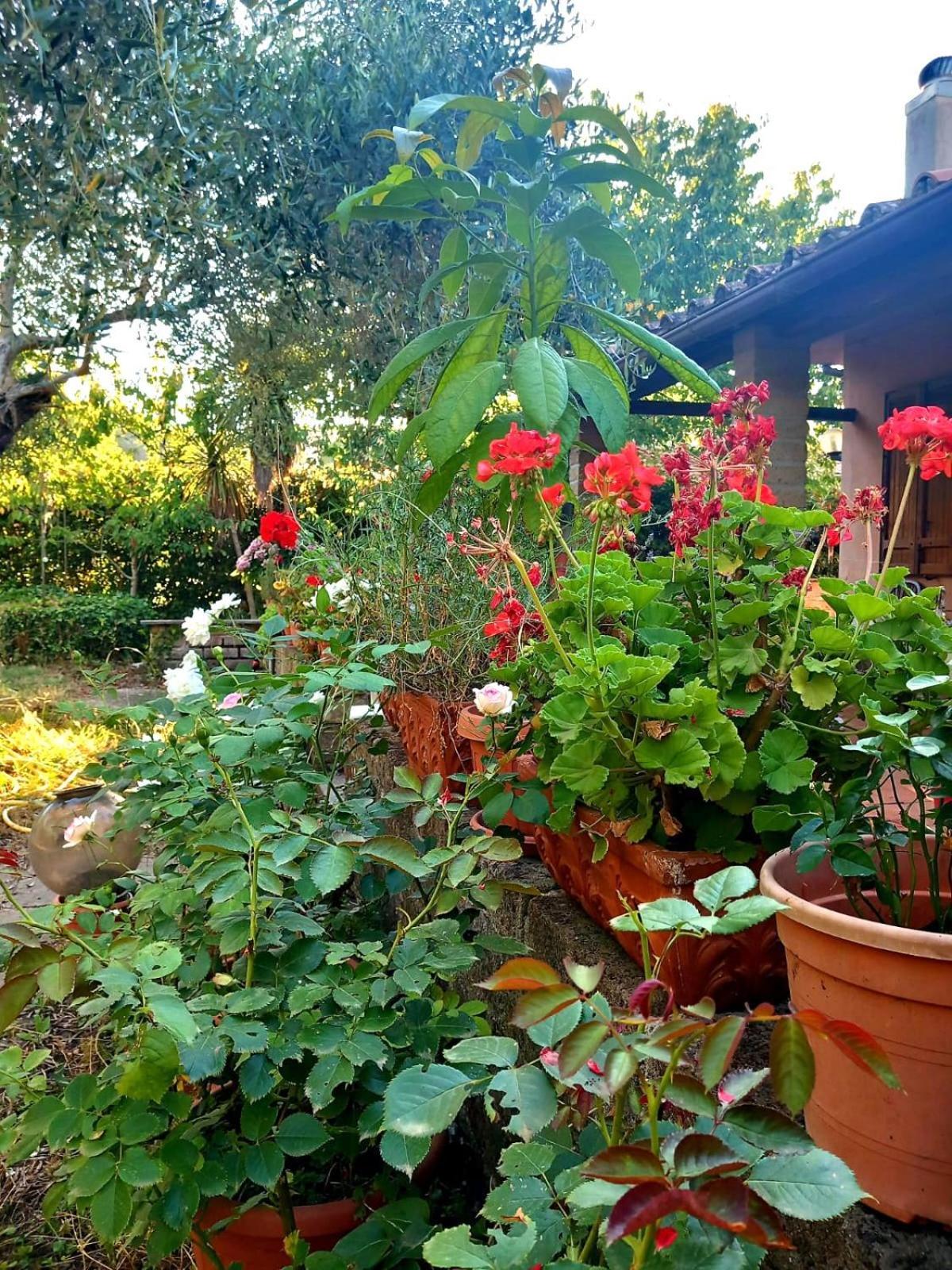 All'Ombra Degli Olivi Pisciarelli Exterior foto